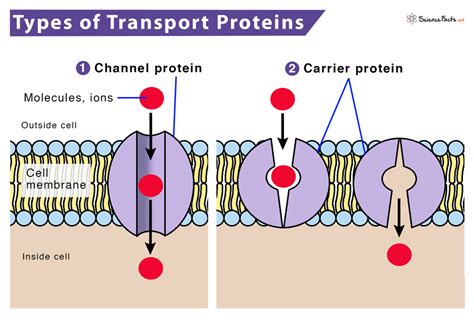 how are transport proteins similar to enzymes